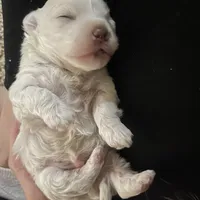 Boy 1, a male Maltese for sale in Dallas, TX – Photo 8 of 9