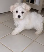 ACA Caspian , a male Maltese for sale in Dallas, TX – 5 of 5