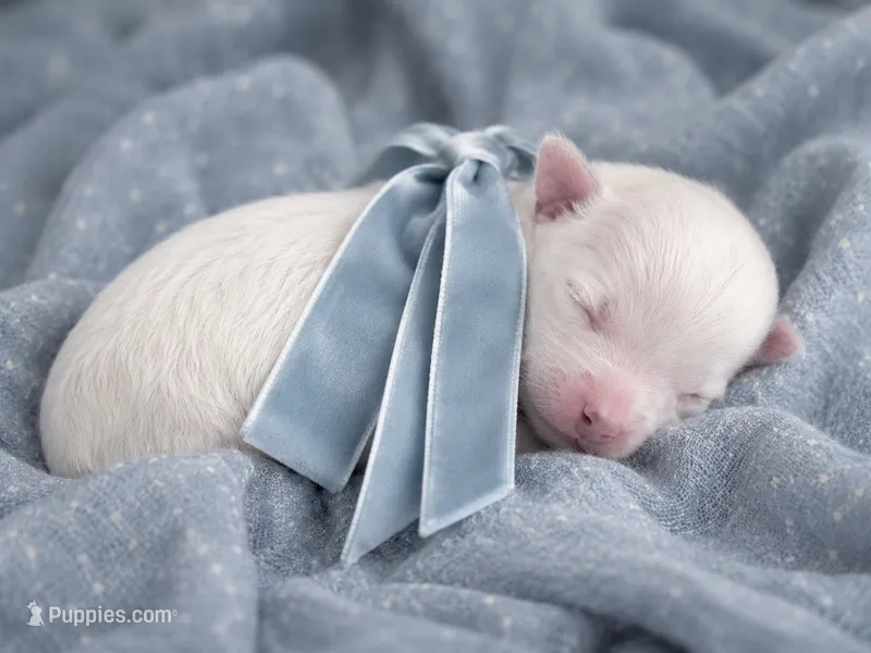 Sky Blue Boy  – Maltese puppy for sale in Dallas, TX