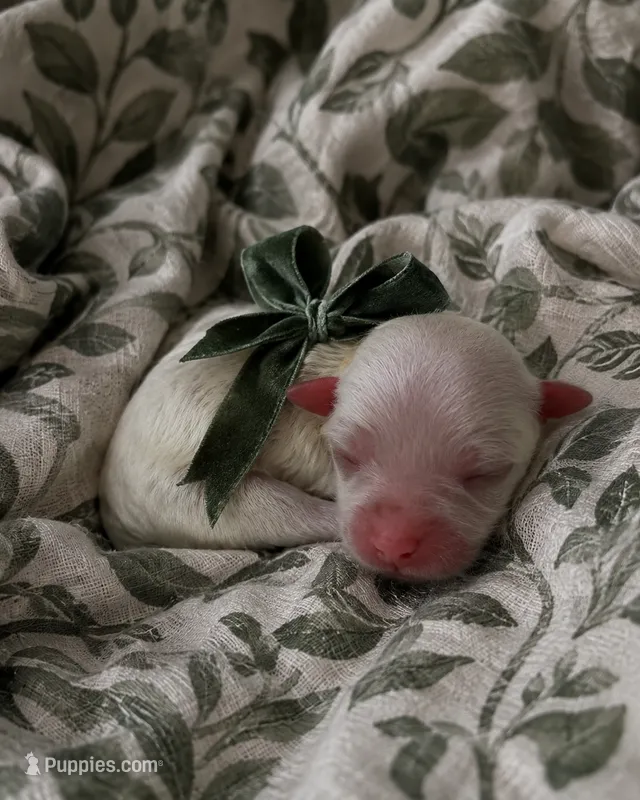 Forest Green Boy – Maltese puppy for sale in Dallas, TX