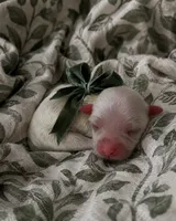 Forest Green Boy, a male Maltese for sale in Dallas, TX – 1 of 1