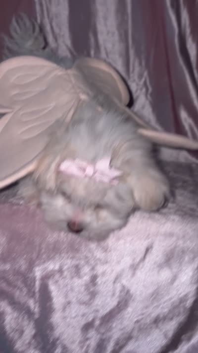 ACA Penelope, a female Maltese for sale in Dallas, TX – 5 of 6