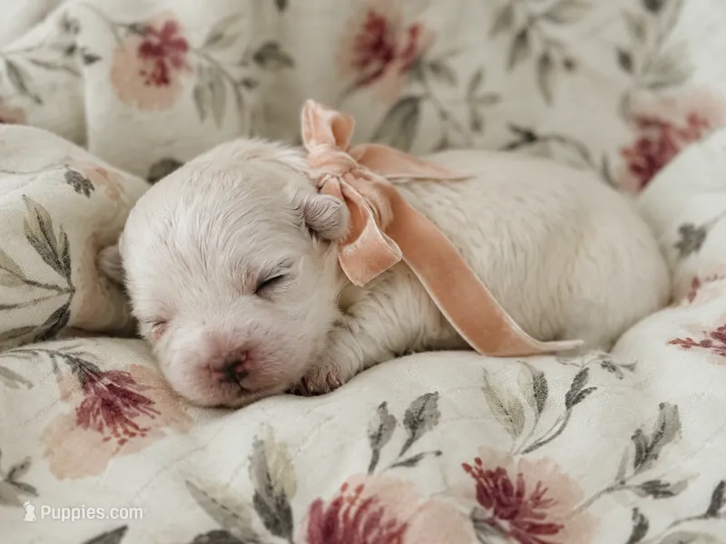 AKA Girl 1 (Pink)  – Maltese puppy for sale in Dallas, TX