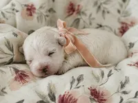 AKA Girl 1 (Pink) , a female Maltese for sale in Dallas, TX – 1 of 1
