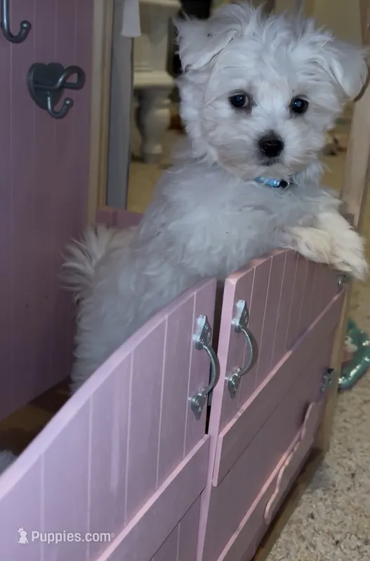 ACA Prince – Maltese puppy for sale in Dallas, TX
