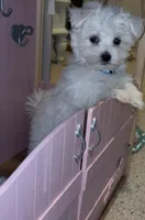 ACA Prince, a male Maltese for sale in Dallas, TX – 1 of 5