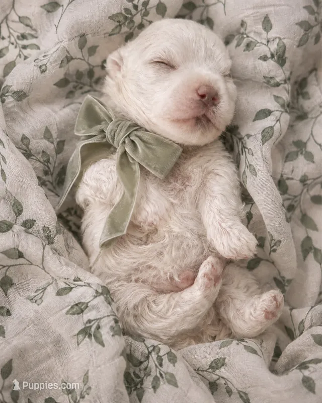 Sage Green Boy  – Maltese puppy for sale in Dallas, TX