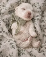 Sage Green Boy , a male Maltese for sale in Dallas, TX – 1 of 1