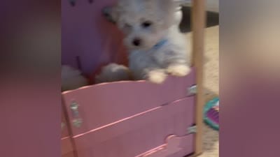 ACA Caspian , a male Maltese for sale in Dallas, TX – 4 of 5