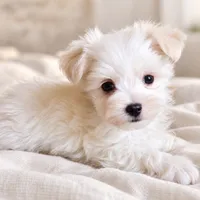 ACA Prince , a male Maltese for sale in Dallas, TX – 1 of 2