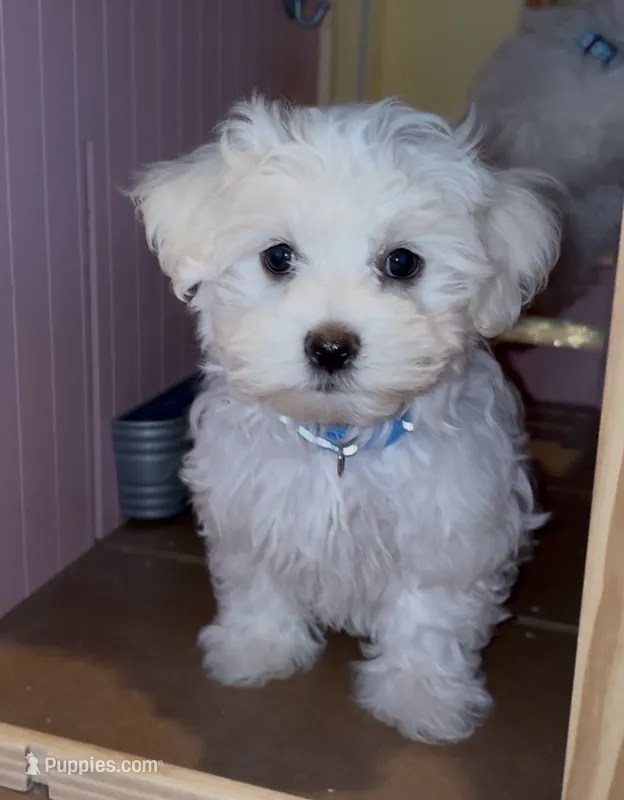 ACA Caspian  – Maltese puppy for sale in Dallas, TX