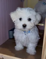 ACA Caspian , a male Maltese for sale in Dallas, TX – 1 of 5