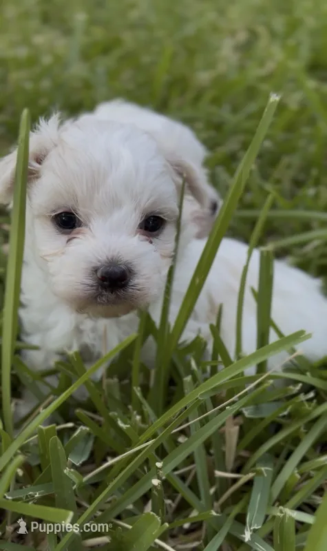 Sky Blue Boy  – Maltese puppy for sale in Dallas, TX
