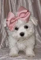 ACA Penelope, a female Maltese for sale in Dallas, TX – 2 of 6