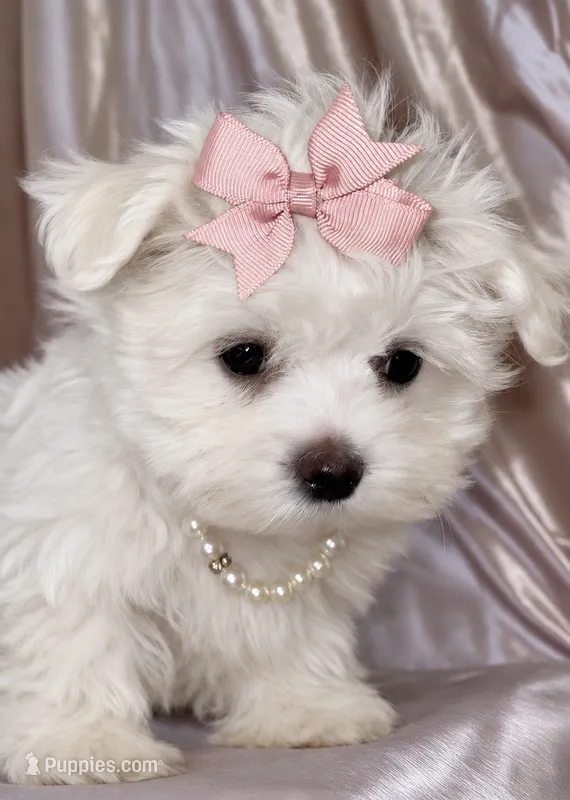 ACA Penelope – Maltese puppy for sale in Dallas, TX