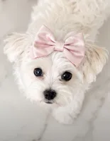 Forest Green Boy, a male Maltese for sale in Dallas, TX – 3 of 3