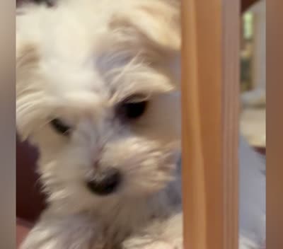 ACA Prince, a male Maltese for sale in Dallas, TX – 3 of 5