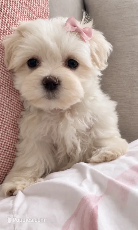 ACA Girl 1 (Pink)  – Maltese puppy for sale in Dallas, TX