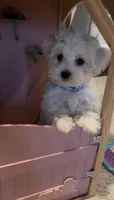 ACA Caspian , a male Maltese for sale in Dallas, TX – 2 of 5