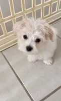 ACA Caspian , a male Maltese for sale in Dallas, TX – 3 of 5