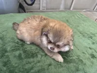 Oso, a male Pomeranian for sale in Salida, CA – 3 of 7