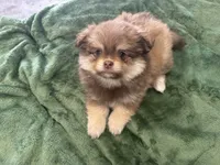 Chocolate , a male Pomeranian for sale in Salida, CA – 2 of 8