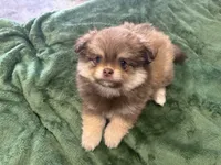 Chocolate , a male Pomeranian for sale in Salida, CA – 3 of 8