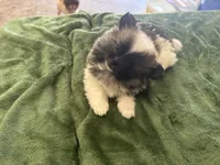 Dashito , a male Pomeranian for sale in Salida, CA – 3 of 8