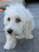 Dash, a male Cockapoo for sale in Salida, CA – 1 of 4