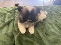 Dashito , a male Pomeranian for sale in Salida, CA – 4 of 8