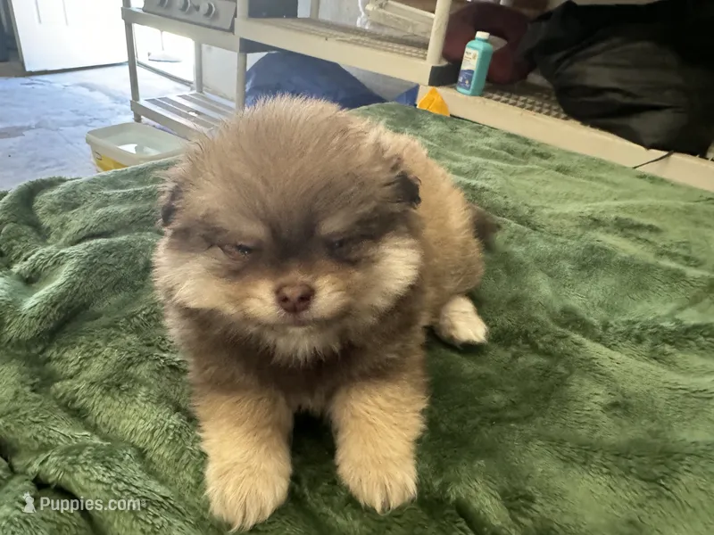 Chocolate  – Pomeranian puppy for sale in Salida, CA