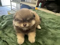 Chocolate , a male Pomeranian for sale in Salida, CA – 1 of 8