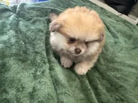Cacahuatito, a male Pomeranian for sale in Salida, CA – 2 of 10