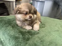 Oso, a male Pomeranian for sale in Salida, CA – 6 of 7