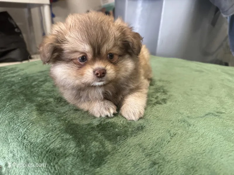 Oso – Pomeranian puppy for sale in Salida, CA