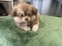 Oso, a male Pomeranian for sale in Salida, CA – 1 of 7