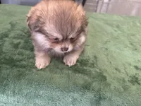 Oso, a male Pomeranian for sale in Salida, CA – 5 of 7