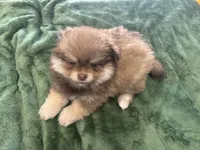 Chocolate , a male Pomeranian for sale in Salida, CA – 8 of 8