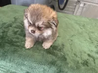 Oso, a male Pomeranian for sale in Salida, CA – 2 of 7