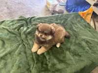 Chocolate , a male Pomeranian for sale in Salida, CA – 7 of 8