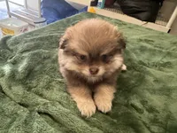 Chocolate , a male Pomeranian for sale in Salida, CA – 5 of 8