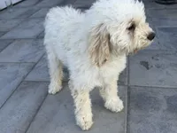 Nieve, a male Cockapoo for sale in Salida, CA – 1 of 3