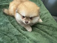 Cacahuatito, a male Pomeranian for sale in Salida, CA – 6 of 10