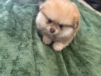 Cacahuatito, a male Pomeranian for sale in Salida, CA – 5 of 10