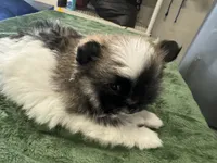 Dashito , a male Pomeranian for sale in Salida, CA – 7 of 8