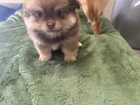 Chocolate , a male Pomeranian for sale in Salida, CA – 6 of 8