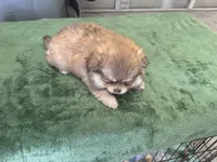 Oso, a male Pomeranian for sale in Salida, CA – 7 of 7
