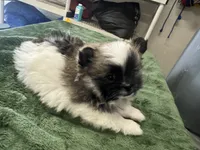 Dashito , a male Pomeranian for sale in Salida, CA – 2 of 8