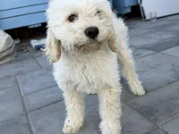 Nieve, a male Cockapoo for sale in Salida, CA – 3 of 3