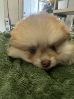 Cacahuatito, a male Pomeranian for sale in Salida, CA – 4 of 10